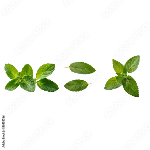 A few leaves of mint are displayed against a white backdrop.
