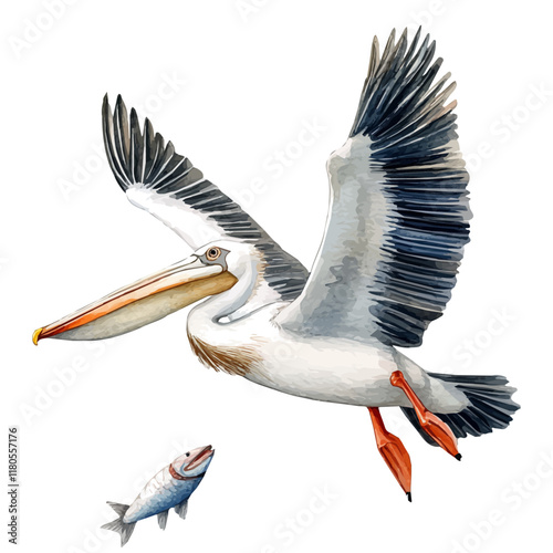 A watercolor of a pelican flying with its catch, isolated on a white background. Pelican flying catch vector.
