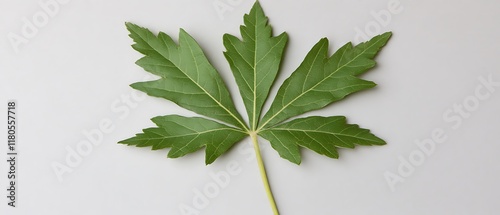 Single green palmate leaf isolated on white. photo