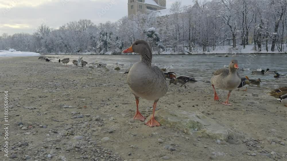 Tranquil winter scene on Isar River in Munich, Germany, featuring geese and ducks. Snowy surroundings and icy waters are beautifully accented by the iconic Kirche St. Maximilian in the background. 