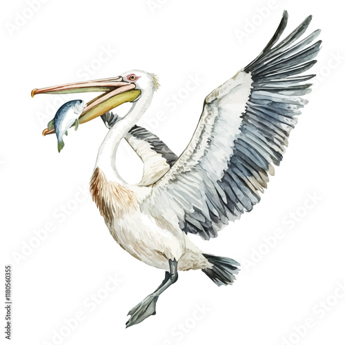 A watercolor vector of a pelican catching fish in its beak, isolated on a white background. Pelican catching fish vector.
