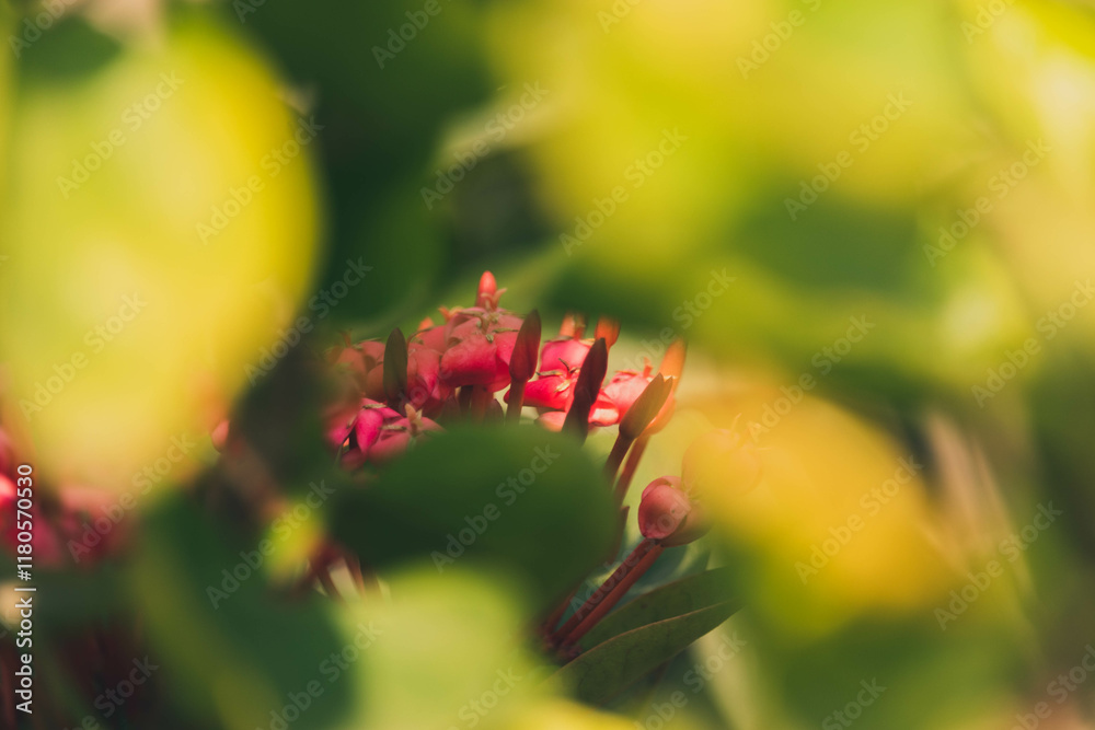 Summer leaves and flowers on a tree/plant