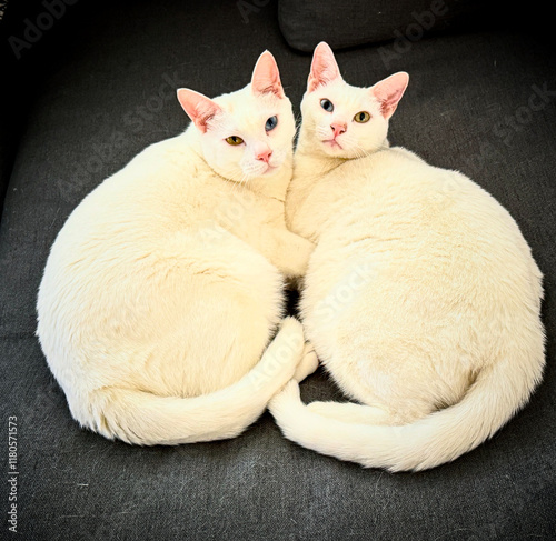 Schilderij op canvas Our two cats in an impromptu position being cute on one of the couches in the ap