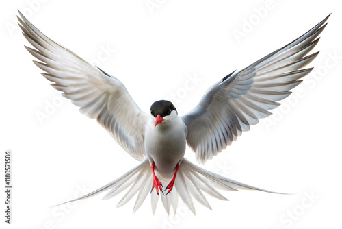 Arctic Tern in Flight
