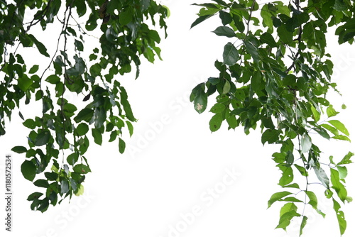 Millettia pinnata tree. It is a species of tree in the pea family Fabaceae. Its other names  Pongamia pinnata, Indian beech and Pongame oiltree. Oil is extracted from its seeds. Ayurvedic medicine. photo