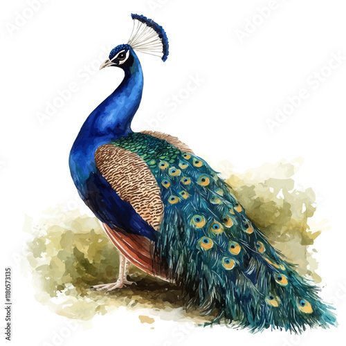 A watercolor drawing of a peacock resting in dappled shade, isolated on a white background. Peacock shade vector.
