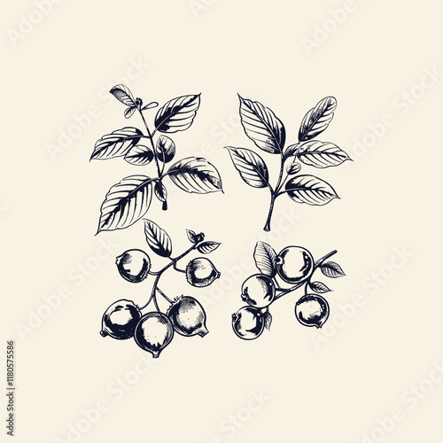 cranberry hand drawn design vector template