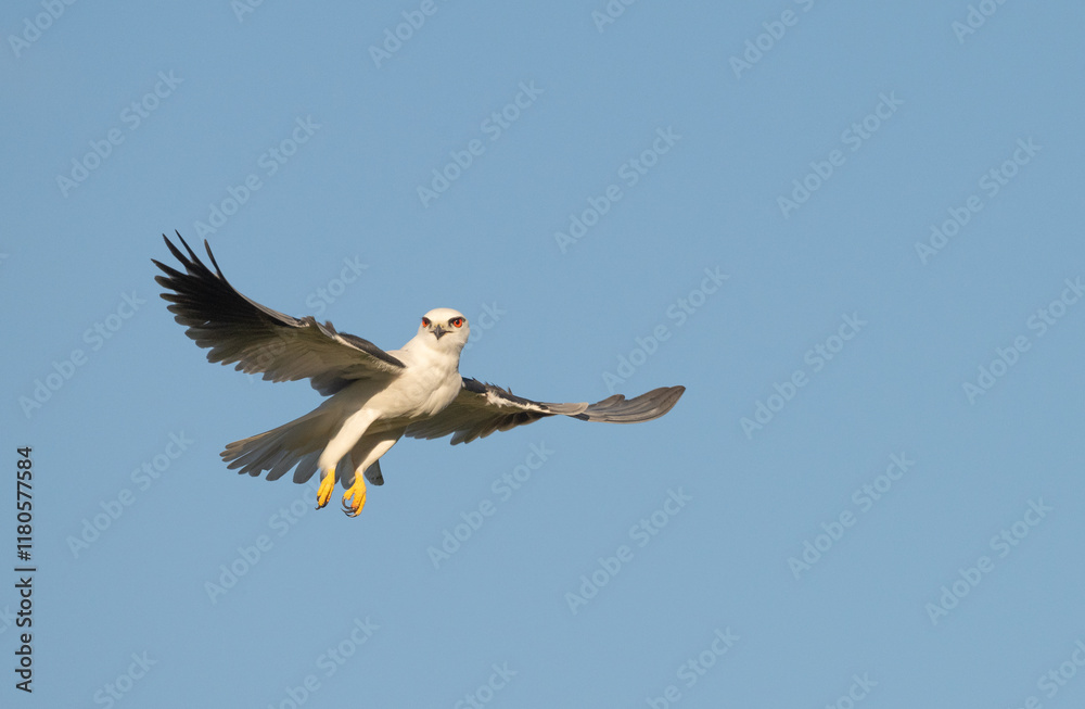 Hoovering Black shouldered kite (Elanus caeruleus) Hoovering Black shouldered kite (Elanus caeruleus)