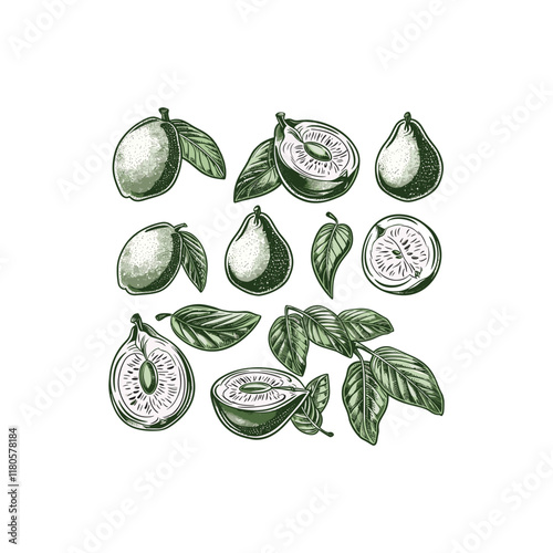 Guava fruits hand drawn engraving design vector template