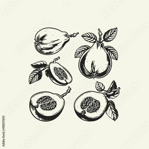 Guava fruits hand drawn engraving design vector template