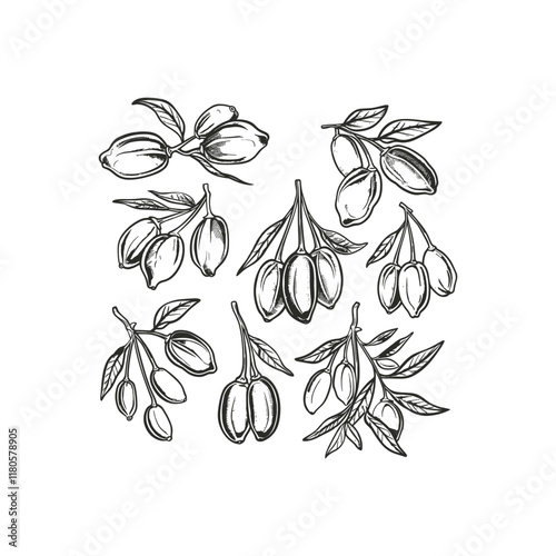 goji berry hand drawn design vector template
