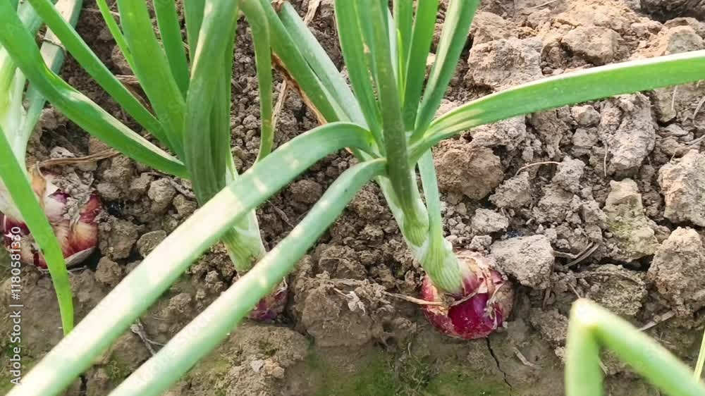 Fresh red onions growing in soil in a farming field during daytime 