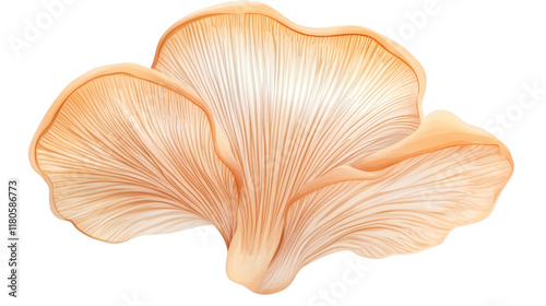 Abstract turkey tail mushroom illustration isolated on white background