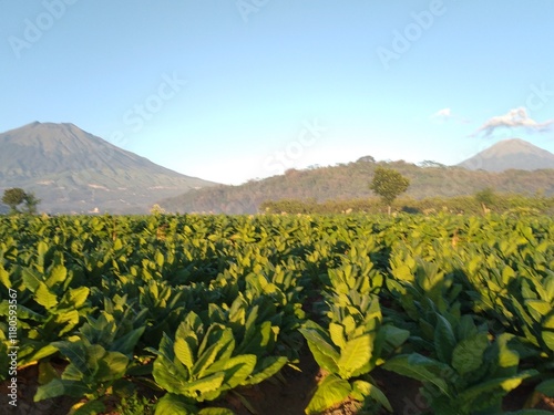 Scenic View Of Tobacco Plantation Against Sindoro Mountain And Sumbing Mountain, Central Java photo