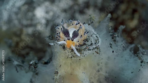 A nudibranch eats the eggs of another nudibranch laid on a sea sponge. Ringed Favorinus (Favorinus tsuruganus) 30 mm. ID: cerata with black apices, rhinophores with three lamellae.