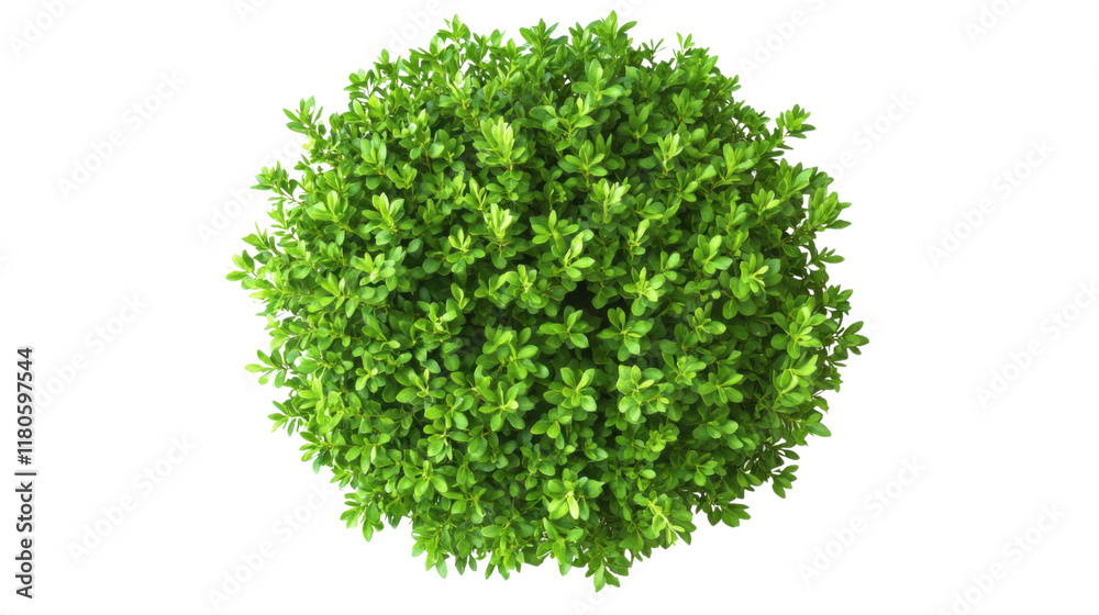 Fototapeta premium Green round bush transparent background