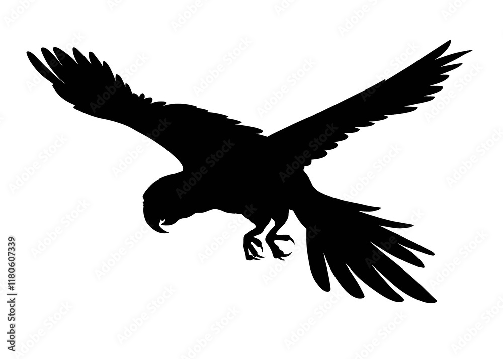 Obraz premium Silhouette image of flying macaw isolated on white background 