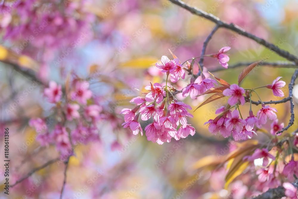 Tiger Lily, Thai Sakura or Blossoming cherry trees in spring in selective focus point Tiger Lily, Thai Sakura or Blossoming cherry trees in spring in selective focus point