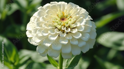 3.A bright and airy photograph featuring a white zinnia flower in full bloom, its petals elegantly fanned out beneath the warm sunlight. The flowerâ€™s intricate details are captured against a rich, photo