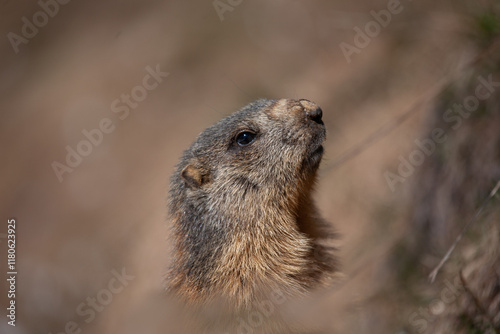 Marmotta delle Alpi (Marmota marmota) Marmotta delle Alpi photo