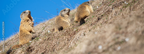 Marmotta delle Alpi (Marmota marmota) Marmotta delle Alpi