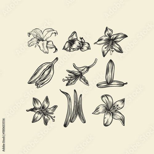 Vanilla hand drawn design vector template illustration