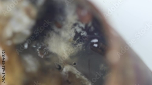 Leeches are segmented worms that belong to the phylum Annelida and comprise the subclass Hirudinea and live in Rice Field crabs. photo