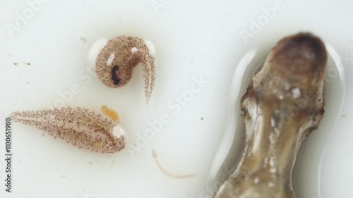 Leeches are segmented worms that belong to the phylum Annelida and comprise the subclass Hirudinea and live in Rice Field crabs. photo