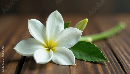 A single white Cascabela thevetia flower on a wooden table, closeup, thevetia photo