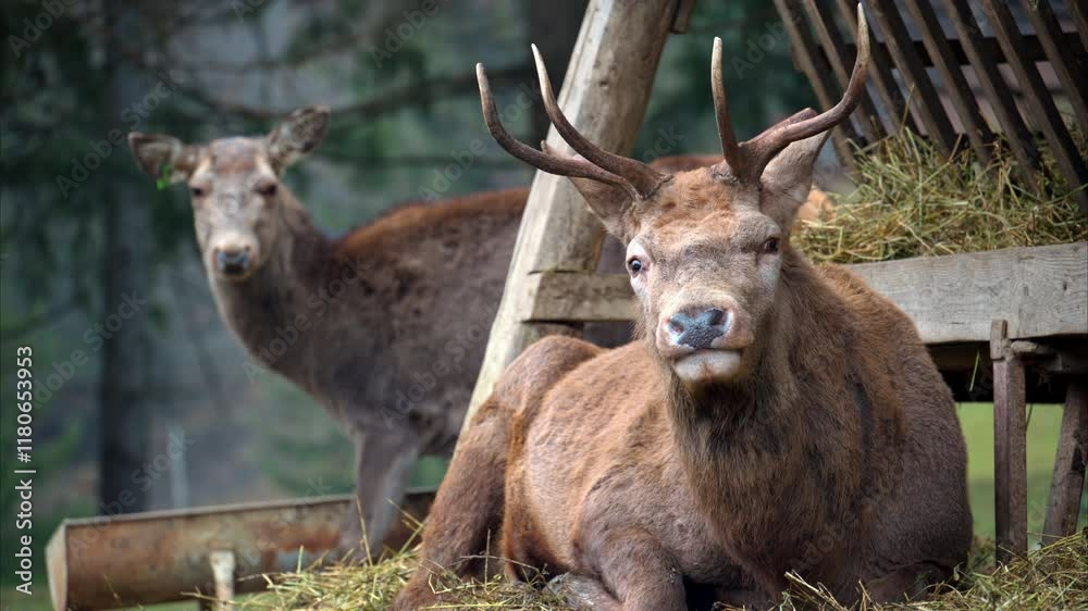 Close up of a Red deer chewing on a pile of hay Close up of a Red deer chewing on a pile of hay