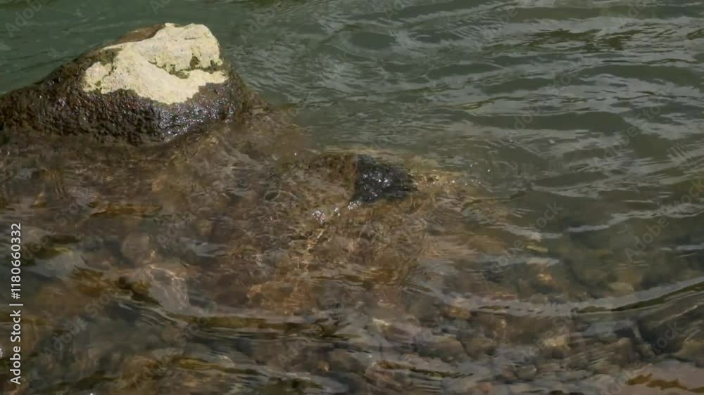 Swirling movement of clear water ripples on the river bank.Typical mountain river. Concept of ecology and environment. For relaxation video background. Calm and peaceful atmosphere. Footage 4K, 60Fps Swirling movement of clear water ripples on the river bank.Typical mountain river. Concept of ecology and environment. For relaxation video background. Calm and peaceful atmosphere. Footage 4K, 60Fps