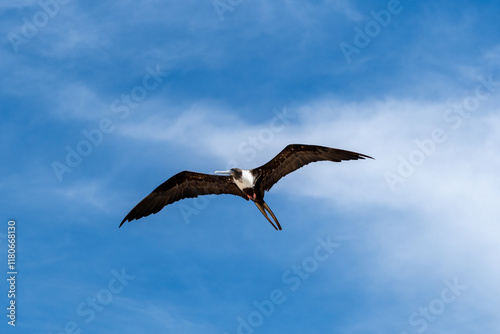 Fregata ariel volando sobre un cielo azul en Holbox photo