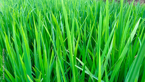 Obraz na plátně green rice plant growth in the ricefield