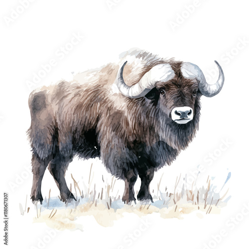 A watercolor painting of a musk ox standing in tundra, isolated on a white background. Musk ox vector.
