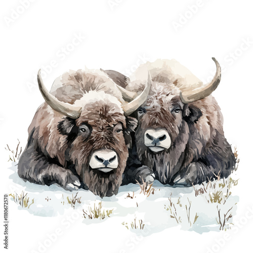 A watercolor painting of musk oxen huddling in the tundra, isolated on a white background. Musk oxen vector.
