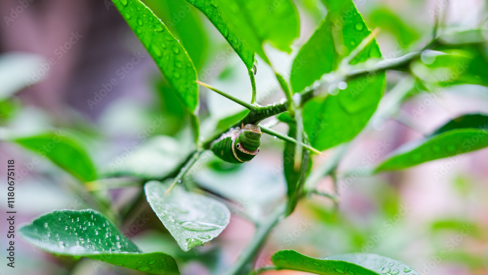 Green Caterpillar or Lemon Caterpillar on Citrus Leaf, Caterpillar of Papilio Polytes Linnaeus on Green Citrus Leaf After Rain, Ulat Daun Jeruk Green Caterpillar or Lemon Caterpillar on Citrus Leaf, Caterpillar of Papilio Polytes Linnaeus on Green Citrus Leaf After Rain, Ulat Daun Jeruk