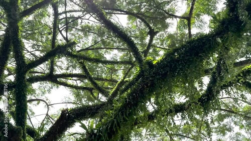 Mylasia plants are lush green in the daytime photo