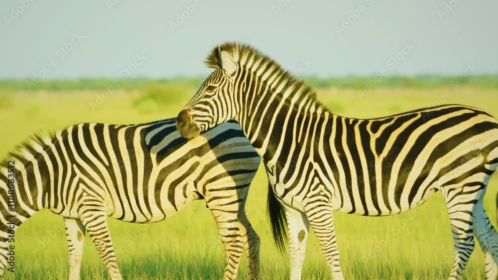 epic shot of a African zebra closeup standing in the forest. epic shot of a African zebra closeup standing in the forest.