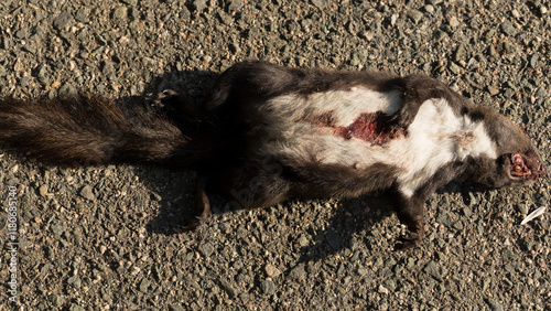 Black squirrels are a melanistic subgroup of squirrels with black coloration on their fur.(Sciurus vulgaris). An animal hit by a car on the road. photo