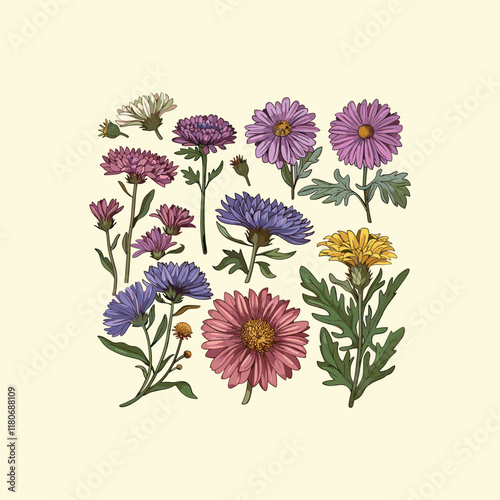 aster flowers hand drawn design vector template