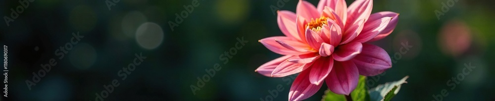 Majestic dahlia with deep green stem on black soil, garden, dahlia, plant Majestic dahlia with deep green stem on black soil, garden, dahlia, plant