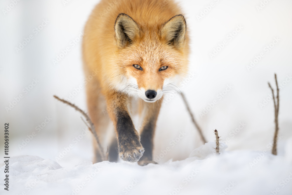 Fototapeta premium キタキツネ 冬