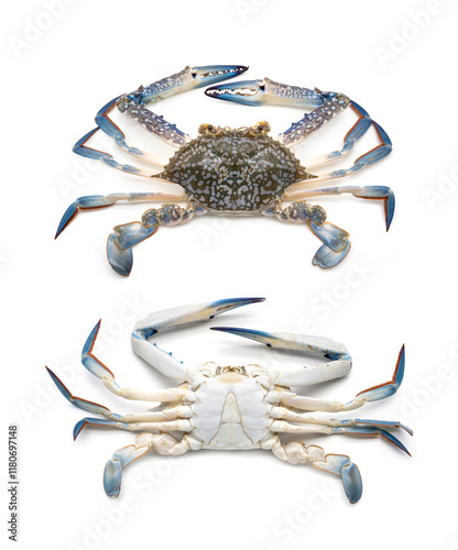 Set Both top and Flipped Characteristics of the underbelly of Male Blue swimming crab - Portunus armatus isolated on white background.