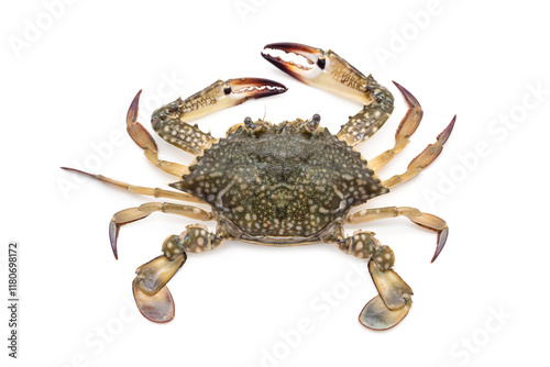 Female Blue swimming crab - Portunus armatus isolated on white background. photo