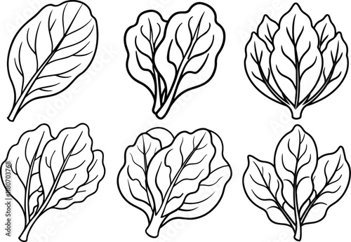 Set of spinach outline coloring book page line art vector illustration
