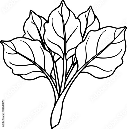 New Zealand spinach outline coloring book page line art vector illustration