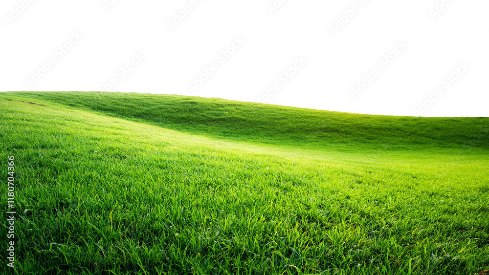 Green grass on the hill isolated on transparent background