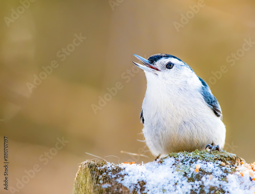 Schilderij op canvas White-breasted nuthatch calling from snowy perch with soft warm winter backgroun