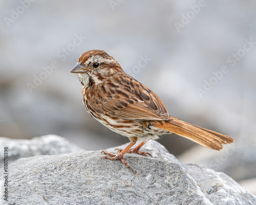 Close up portrait of a song sparrow standing on rocks