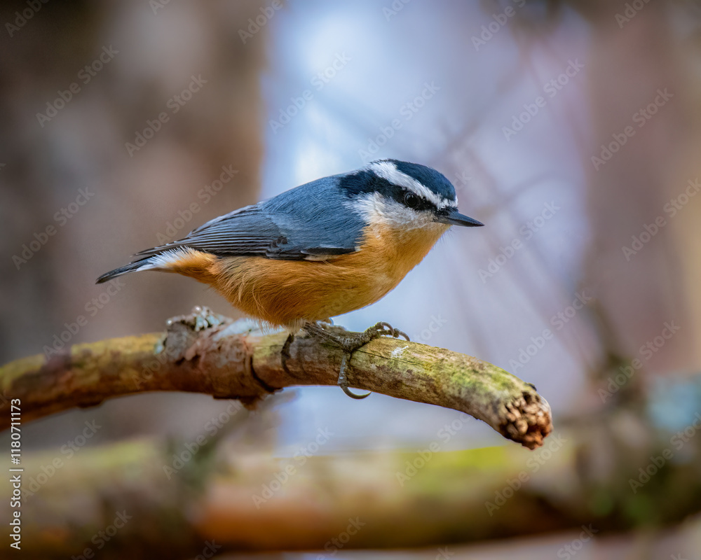 Obraz premium White-breasted nuthatch perched on branch in woodland habitat